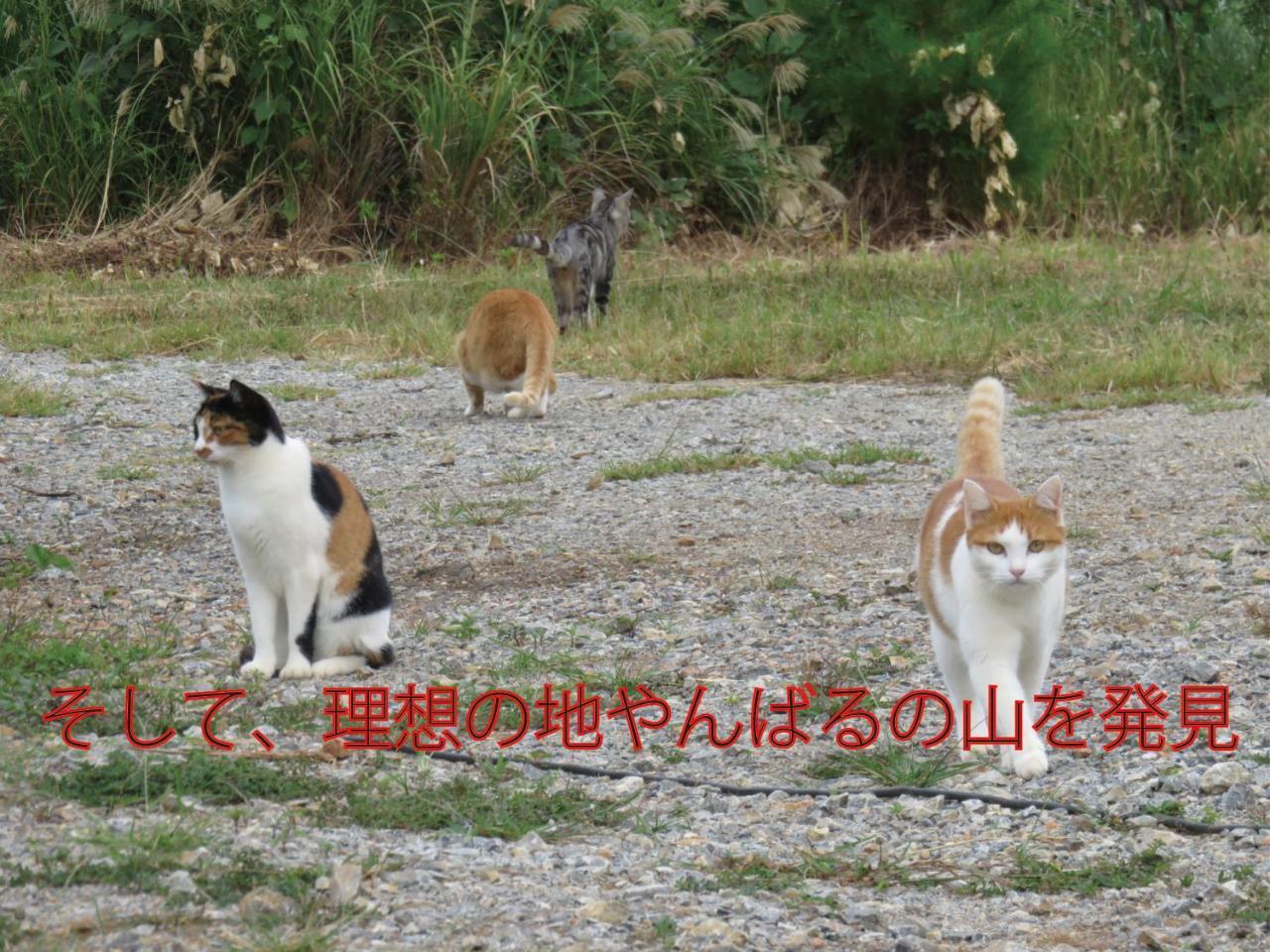 Okinawa Freedom Βίλα Nakijin Εξωτερικό φωτογραφία